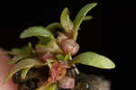 Shortseed waterwort